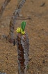 Euphorbia aff aureoviridiflora Maromokotra Razafindratsira nursery Mad 2015_0218.jpg